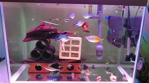 星際娛樂場 兩呎缸中型魚